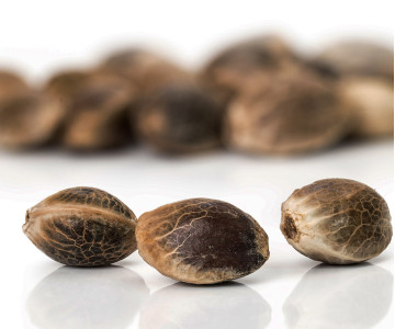 Правильное хранение семян конопли: как сохранить всхожесть и качество