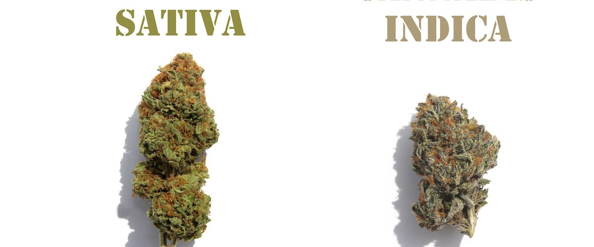 Сатіва vs Індіка: У чому різниця?
