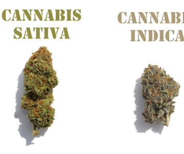 Сатива vs Индика: В чем отличия?