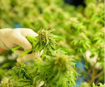 Советы профессионалов по правильной пролечке и сушке марихуаны