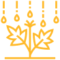 Низькі сорти