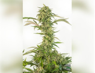 Auto Afgan Kush Feminised