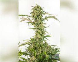 Auto Afgan Kush Feminised