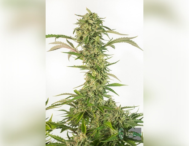 Auto Afgan Kush Feminised