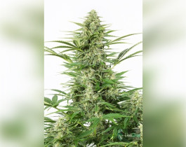 Auto AK 47 Feminised