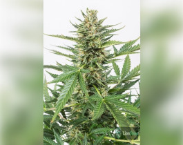 Auto Amnesia Feminised