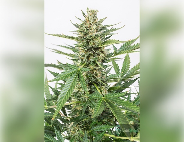 Auto Amnesia Feminised
