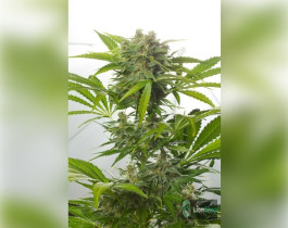 Auto Amnesia Haze Feminised