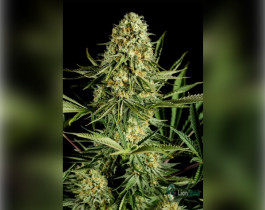 Auto Big Bud XXL Feminised