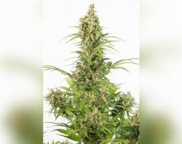 Auto Blue Cheese Feminised