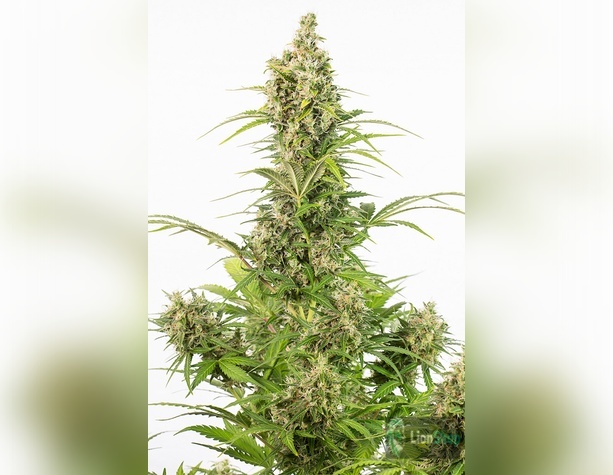 Auto Blue Cheese Feminised