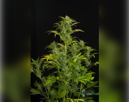 Auto Blue Dream Feminised