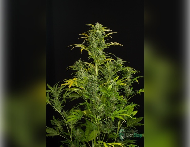 Auto Blue Dream Feminised