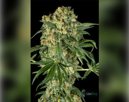Auto CBD Jack Feminised