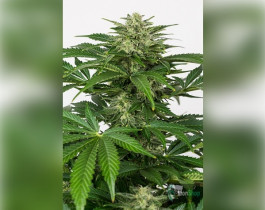 Auto CBD Skunk Feminised