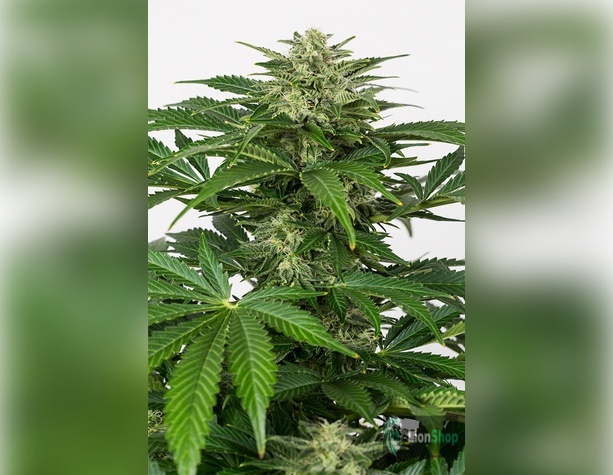 Auto CBD Skunk Feminised