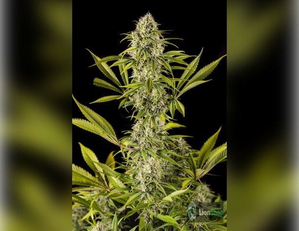 Auto Fred Haze Feminised