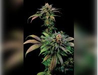 Auto Jack Herer Feminised