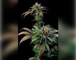 Auto Jack Herer Feminised