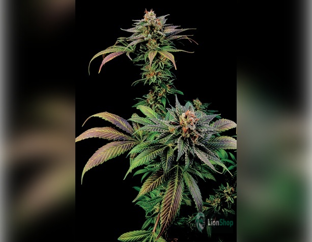 Auto Jack Herer Feminised