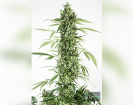 Auto Kali Mist Feminised