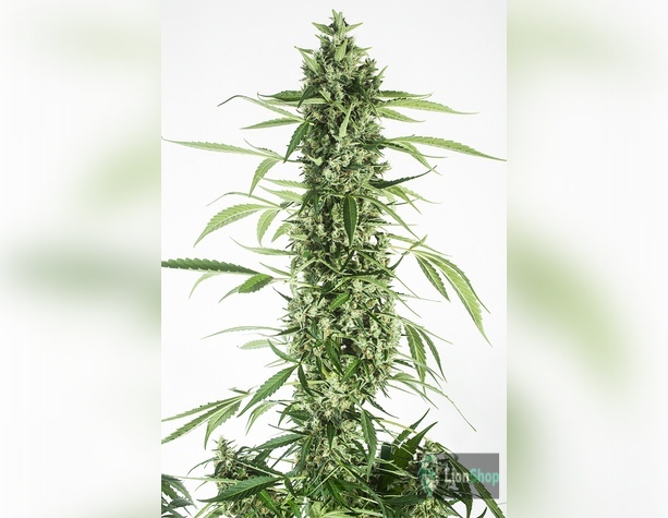 Auto Kali Mist Feminised
