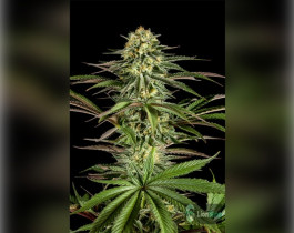 Auto LSD Feminised