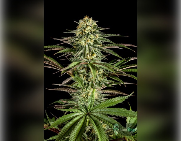 Auto LSD Feminised