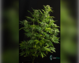 Auto OG Kush Feminised