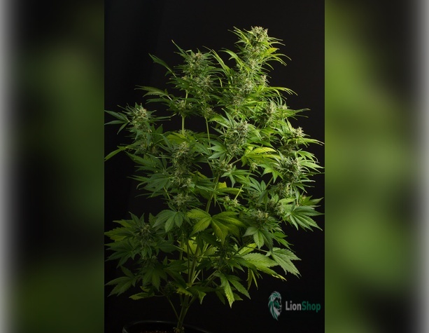 Auto OG Kush Feminised