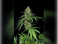 Auto Opium Feminised