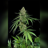 Auto Opium Feminised