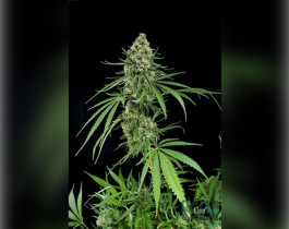 Auto Opium Feminised