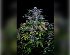 Auto Purple Feminised