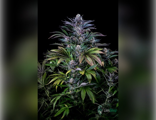 Auto Purple Feminised