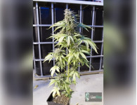 Auto Somango Feminised