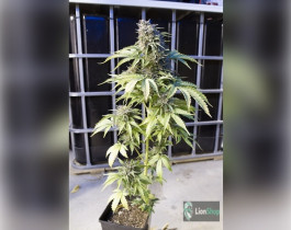 Auto Somango Feminised