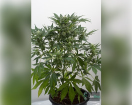 Auto Sour Diesel Feminised