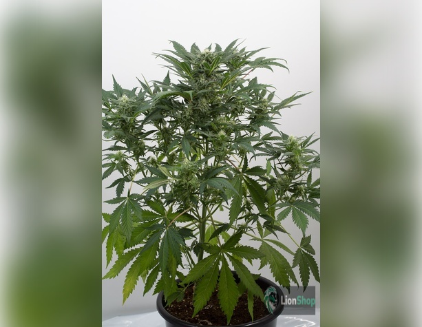 Auto Sour Diesel Feminised