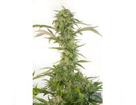 Auto Super Skunk Feminised