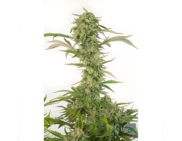 Auto Super Skunk Feminised