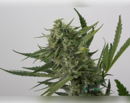 Auto Sweet Tooth Feminised