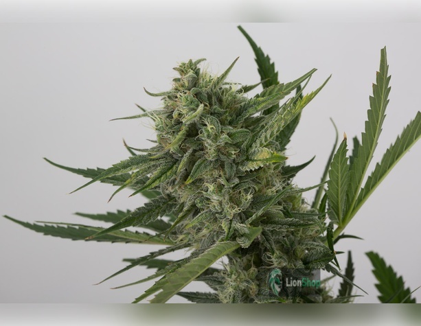 Auto Sweet Tooth Feminised
