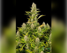 Auto Tereshkova Feminised