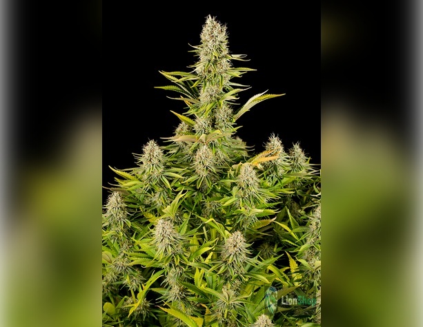 Auto Tereshkova Feminised
