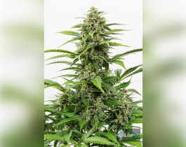 Auto White Widow Feminised