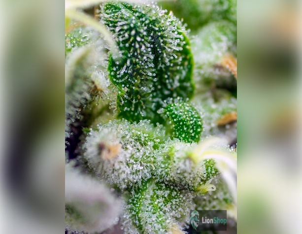 Auto Jack Herer Feminised