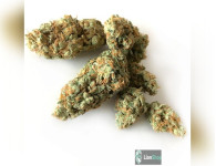 Auto Opium Feminised