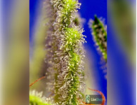 Auto Somango Feminised