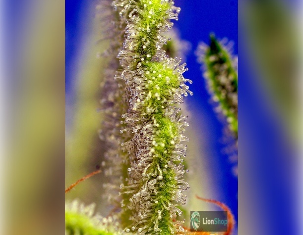 Auto Somango Feminised